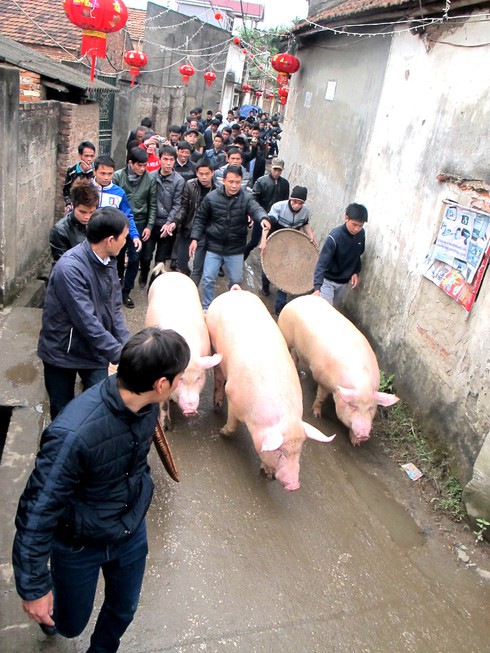 Đến La Phù xem rước “Ông Lợn” - ảnh 3