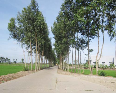 Hậu Thạnh đổi thay nhờ nông thôn mới - ảnh 1