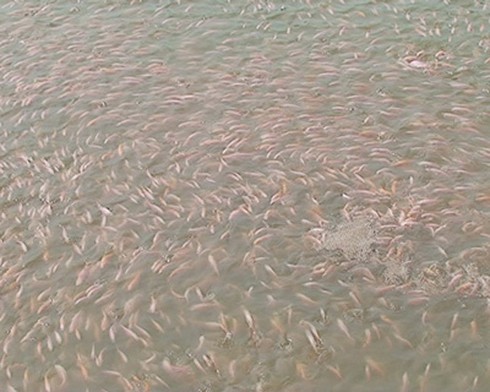 Hải Dương: Hỗ trợ nông dân nuôi trồng thủy sản - ảnh 1