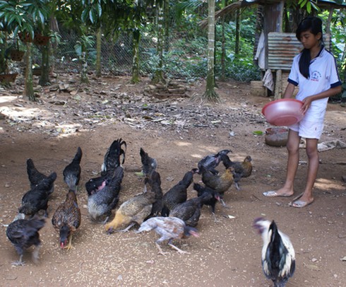 Nông dân Sơn Hà thoát nghèo nhờ gà Mông - ảnh 1
