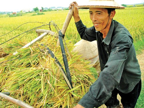 Nông dân Sơn Tịnh thi đua sản xuất - ảnh 1
