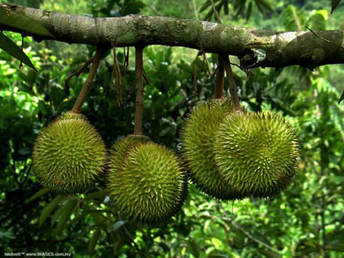 Lãi 30 triệu/tháng từ sầu riêng - ảnh 1