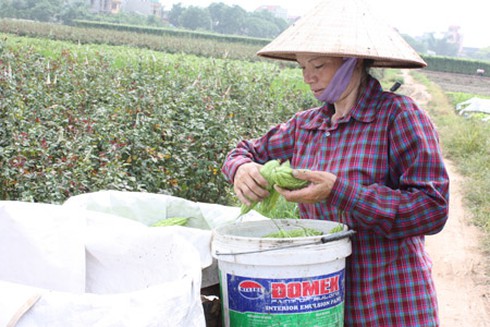 Hà Nội: Đột phá về khuyến nông - ảnh 1