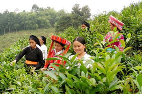 Nông dân Hà Giang giàu lên từ chè shan - ảnh 1