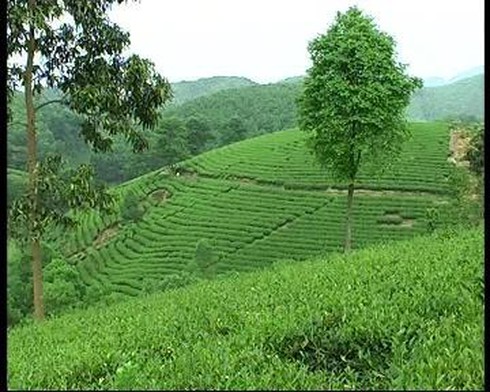 Đoan Hùng giàu lên nhờ trang trại - ảnh 1