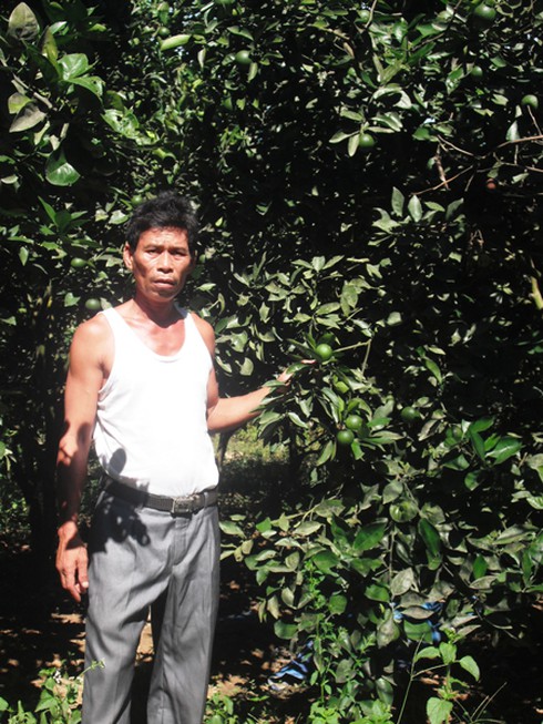 Trang trại xanh của ông Thọ - ảnh 1