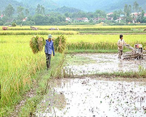 Hiệu quả từ chuyển đổi ruộng đất - ảnh 1