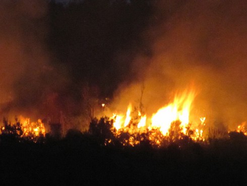 Chủ động ngăn chặn hiểm họa cháy rừng - ảnh 1