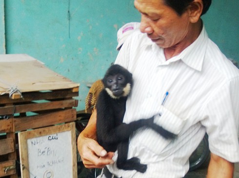 Vận động người dân giao nộp một con vượn đen quý hiếm - ảnh 1