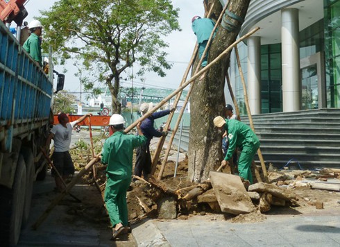 Đà Nẵng: Hoa tươi mừng 20/10 bên gốc cây xanh dựng lại sau bão - ảnh 2