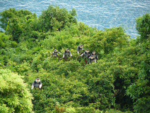 Đà Nẵng mở thêm tour ngắm