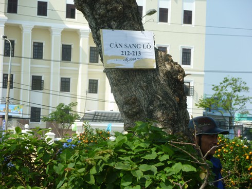 Bị đầu cơ chỗ, chợ hoa thành 'chùa bà Đanh' - ảnh 3