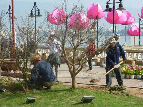 Sắc màu Đà Nẵng đón xuân sang! - ảnh 12