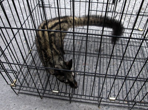 Đà Nẵng: Thả về rừng 2 cá thể động vật hoang dã bị nuôi nhốt - ảnh 1