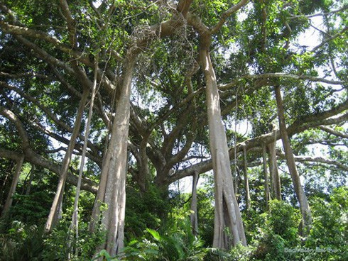 Đà Nẵng: Đăng ký “Bách niên đại thụ” ở bán đảo Sơn Trà là “cây di sản” - ảnh 1