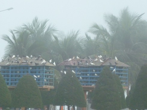 Đà Nẵng: Kỳ thú phố biển bỗng chìm trong sương mù - ảnh 15