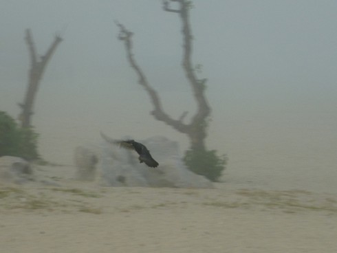 Đà Nẵng: Kỳ thú phố biển bỗng chìm trong sương mù - ảnh 17