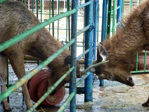 Đà Nẵng: Thực hư clip xẻ thịt nai chết ngay tại Công viên 29/3 - ảnh 5