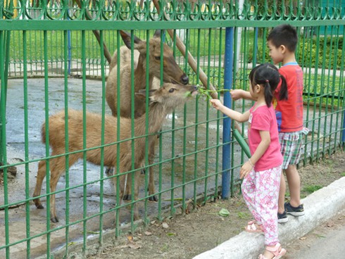 Đà Nẵng: Thực hư clip xẻ thịt nai chết ngay tại Công viên 29/3 - ảnh 4