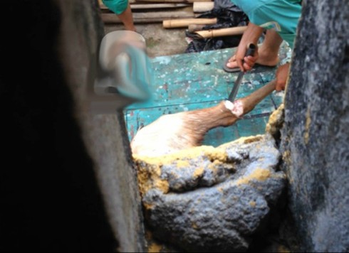 Đà Nẵng: Thực hư clip xẻ thịt nai chết ngay tại Công viên 29/3 - ảnh 1