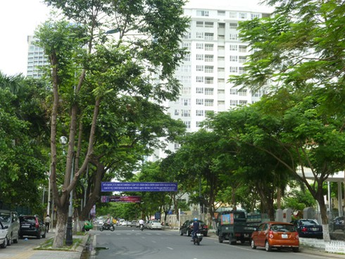 Đà Nẵng: Cấm trồng cây trúc đào và 7 loại khác trên đường phố - ảnh 1