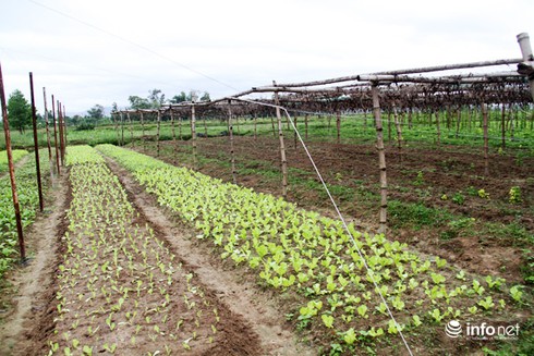 Đà Nẵng: Không có chuyện