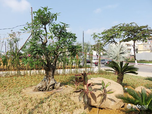 Sau khi Infonet phản ánh, Đà Nẵng thay cây xanh ở công viên trung tâm - ảnh 2