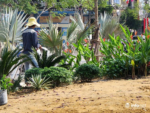 Sau khi Infonet phản ánh, Đà Nẵng thay cây xanh ở công viên trung tâm - ảnh 3