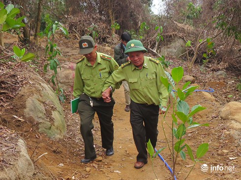 Đà Nẵng: Truy cứu trách nhiệm Chi cục trưởng Kiểm lâm vì nhiều vụ phá rừng - ảnh 1