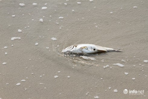 Đà Nẵng: Xuất hiện cá chết lác đác, trôi dạt vào bờ chưa rõ nguyên nhân - ảnh 1