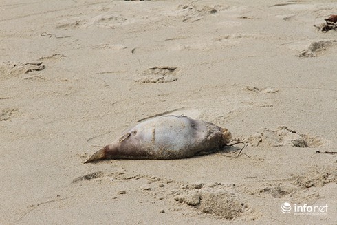 Đà Nẵng: Xuất hiện cá chết lác đác, trôi dạt vào bờ chưa rõ nguyên nhân - ảnh 2