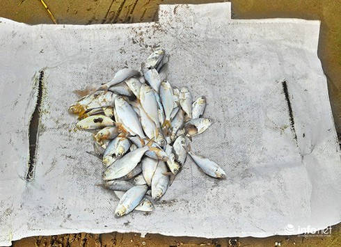 Giám đốc Sở TN-MT tắm biển để khẳng định