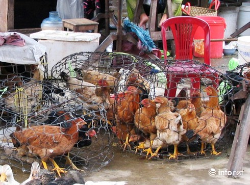 Đà Nẵng: Gà chết sau khi ăn cá biển - Do