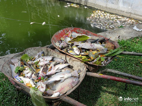 Đà Nẵng: Cá chết bất thường, nổi trắng hồ Công viên 29/3 - ảnh 15
