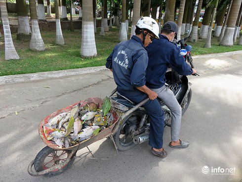 Đà Nẵng: Cá chết bất thường, nổi trắng hồ Công viên 29/3 - ảnh 16