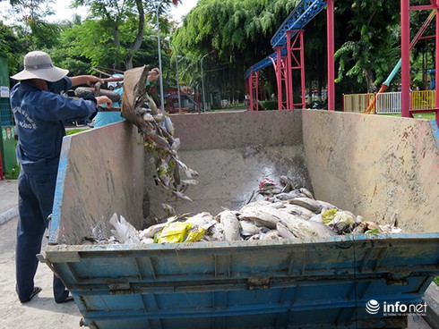 Đà Nẵng: Cá chết bất thường, nổi trắng hồ Công viên 29/3 - ảnh 17