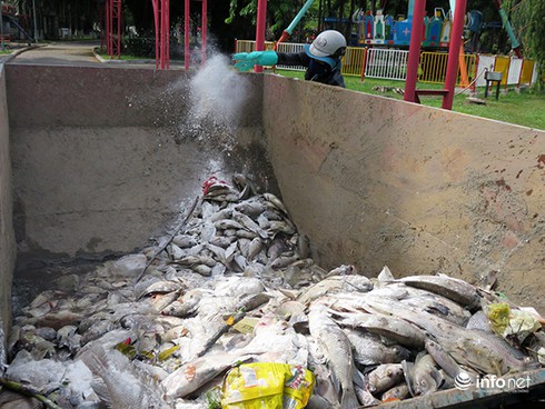 Đà Nẵng: Cá chết bất thường, nổi trắng hồ Công viên 29/3 - ảnh 18