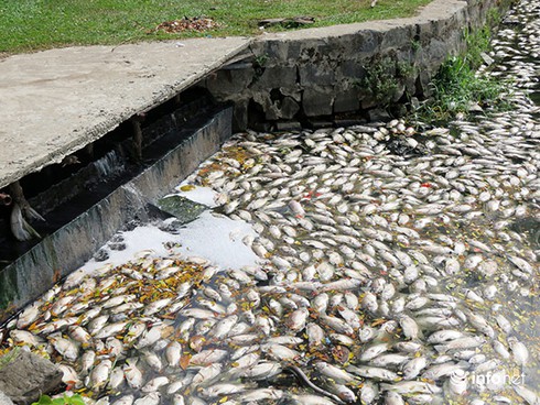 Đà Nẵng: 5 ngày nữa mới biết nguyên nhân cá chết trắng hồ Công viên 29/3! - ảnh 1