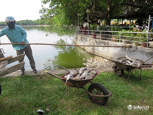 Đà Nẵng: 5 ngày nữa mới biết nguyên nhân cá chết trắng hồ Công viên 29/3! - ảnh 3