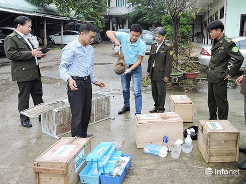 Đà Nẵng chuyển 4 cá thể Tê tê Java quý hiếm cho Vườn QG Cúc Phương - ảnh 1