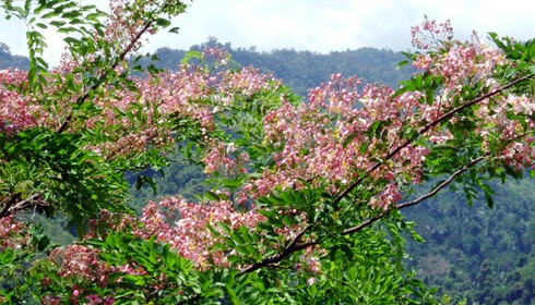 Mê đắm vẻ đẹp “nữ hoàng