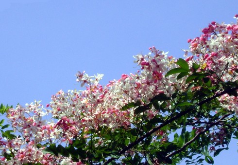 Mê đắm vẻ đẹp “nữ hoàng