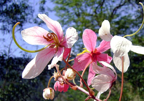 Mê đắm vẻ đẹp “nữ hoàng