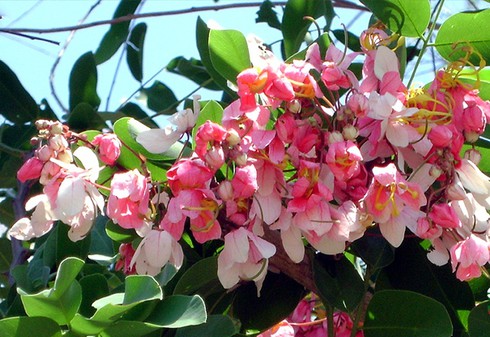 Mê đắm vẻ đẹp “nữ hoàng