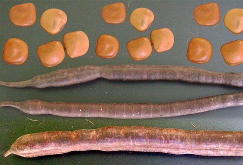 Mê đắm vẻ đẹp “nữ hoàng