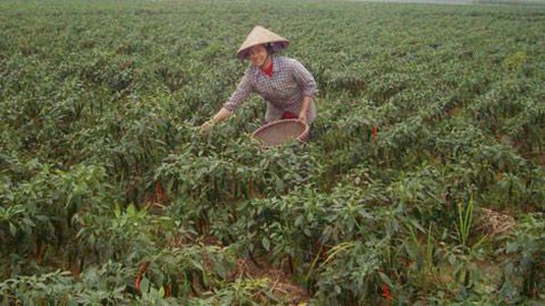 Hái lá ớt xuất khẩu. Thu về tiền triệu mỗi tháng
