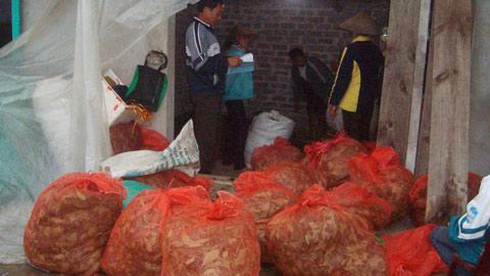 Đại lý thu gom lá ớt xuất khẩu