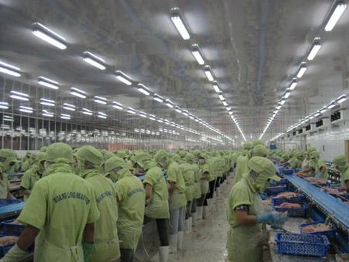 Không khí nhộn nhịp chế biến cá tra xuất khẩu tại các nhà máy ở ĐBSCL.