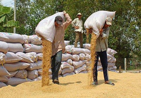 lúa gạo xuất khẩu