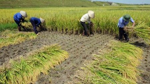 sản xuất lúa gạo